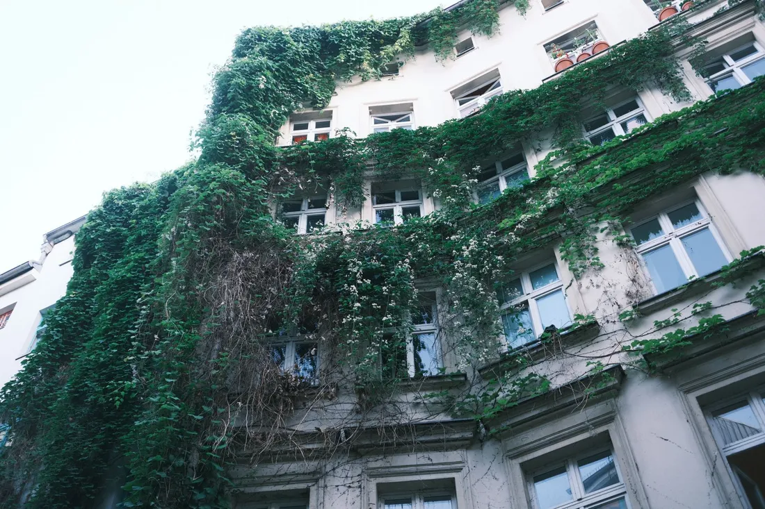 Altbaufassade fast vollständig von Efeu überwachsen, weiße Fenster schauen hindurch